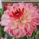 BULB DAHLIA PURE HAPPINESS