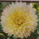 BULB DAHLIA CANARY FUBUKI 2PP