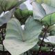 BULB COLOCASIA TEA CUP