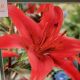 BULB LILY AS RED COUNTRY 2PP