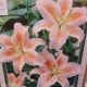 BULBS LILY OR SALMON STAR 2PP