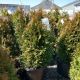 ARBORVITAE JUNIOR GIANT