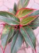 AGLAONEMA 5