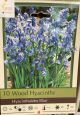 WOOD HYACINTH BLUE 10PP