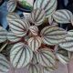 PEPEROMIA 4