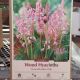 WOOD HYACINTH PINK 10PP