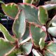 PEPEROMIA 3.5
