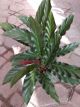 CALATHEA 6