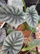 ALOCASIA 6