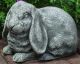 BUNNY LOP-EARED