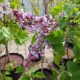 LILAC AGINCOURT BEAUTY #3