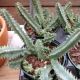 HUERNIA  4