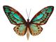 BUTTERFLY WALL DECOR AQUA & GOLD