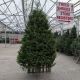 BALSAM FIR 10-12' CUT
