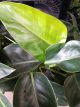 PHILODENDRON 5