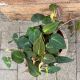 PHILODENDRON 6