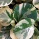 PEPEROMIA 4