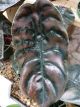 ALOCASIA 6