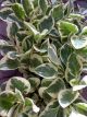 PEPEROMIA 4