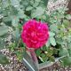 ROSA DARCEY BUSSELL DA #3