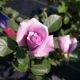 ROSA BLUE GIRL HT #3