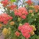 ACHILLEA FIREFLY PEACH SKY #1