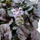 AJUGA BLACK SCALLOP #1