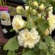 ALCEA SPRING CELEB LEMON #1