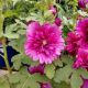 ALCEA SPRING CELEB PURPLE #1