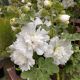 ALCEA SPRING CELEB WHITE #1