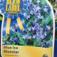 AMSONIA  BLUE ICE #1