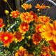 COREOPSIS LI'L BANG DARLING CLEMENTINE#1