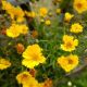 COREOPSIS GOLDILOCKS #1