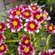 COREOPSIS STARSTRUCK #1