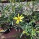 COREOPSIS MOONBEAM #1