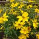COREOPSIS  ZAGREB #1