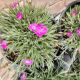 DIANTHUS PAINT TOWN FUCHSIA #1