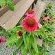 ECHINACEA POW  WOW WILDBERRY #1