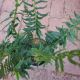 FERN CHRISTMAS  #1