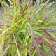 GRASS PANICUM VIRGATUM RUBY RIBBONS #2