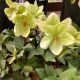 HELLEBORUS IVORY PRINCE #1