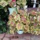 HEUCHERELLA SOLAR ECLIPSE #1.5