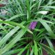 LIRIOPE ROYAL PURPLE #1