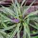 LIRIOPE VARIEGATA #1