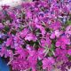 PHLOX SPRING PURPLE #1