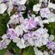 PHLOX VOLCANO LILAC SPLASH #1