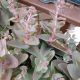 SEDUM ROCK N GROW CORALJADE #1