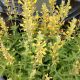 AGASTACHE KUDOS YELLOW #1.5