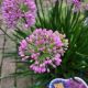 ALLIUM MILLENIUM #2