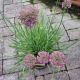 ALLIUM MEDUSSA #2